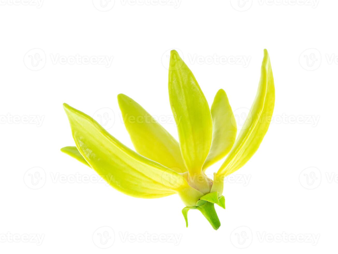 geurig bloemen van beklimming ylang-ylang foto