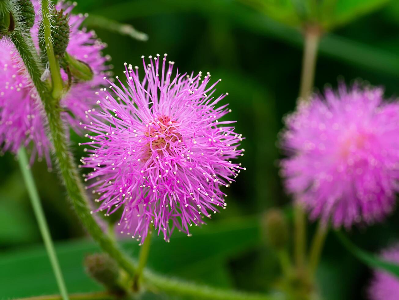 dichtbij omhoog van gevoelig fabriek bloem. foto