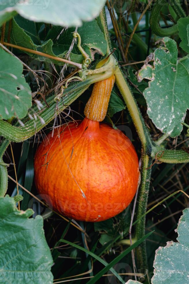 rood kuri squash of ui squash in een ecologisch tuin, cucurbita maxima foto