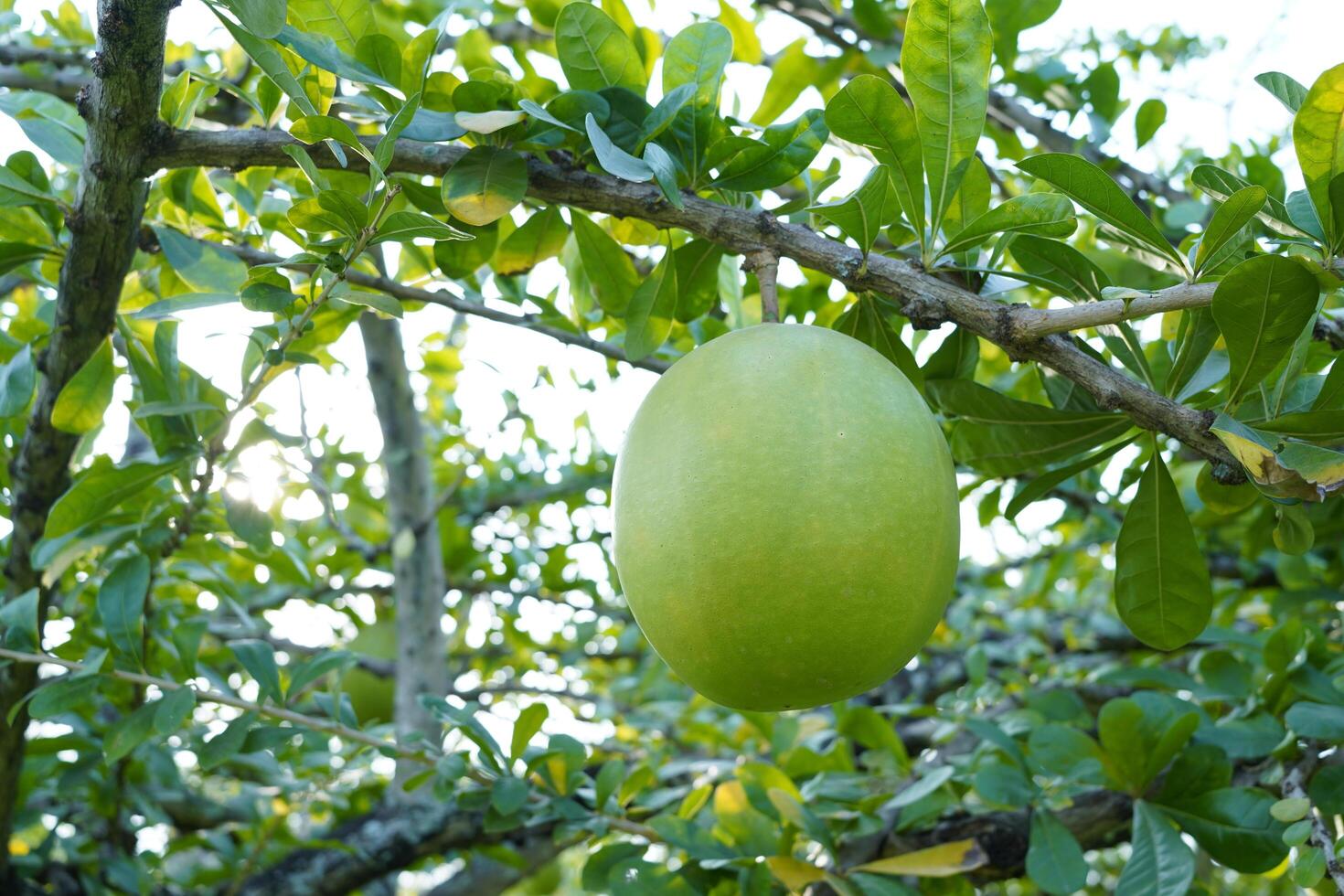 de kalebas boom is een middelgroot sappig struik. Bij de einde van de bladeren zijn netelig lobben, de randen zijn zacht, de fruit is bolvormig. foto