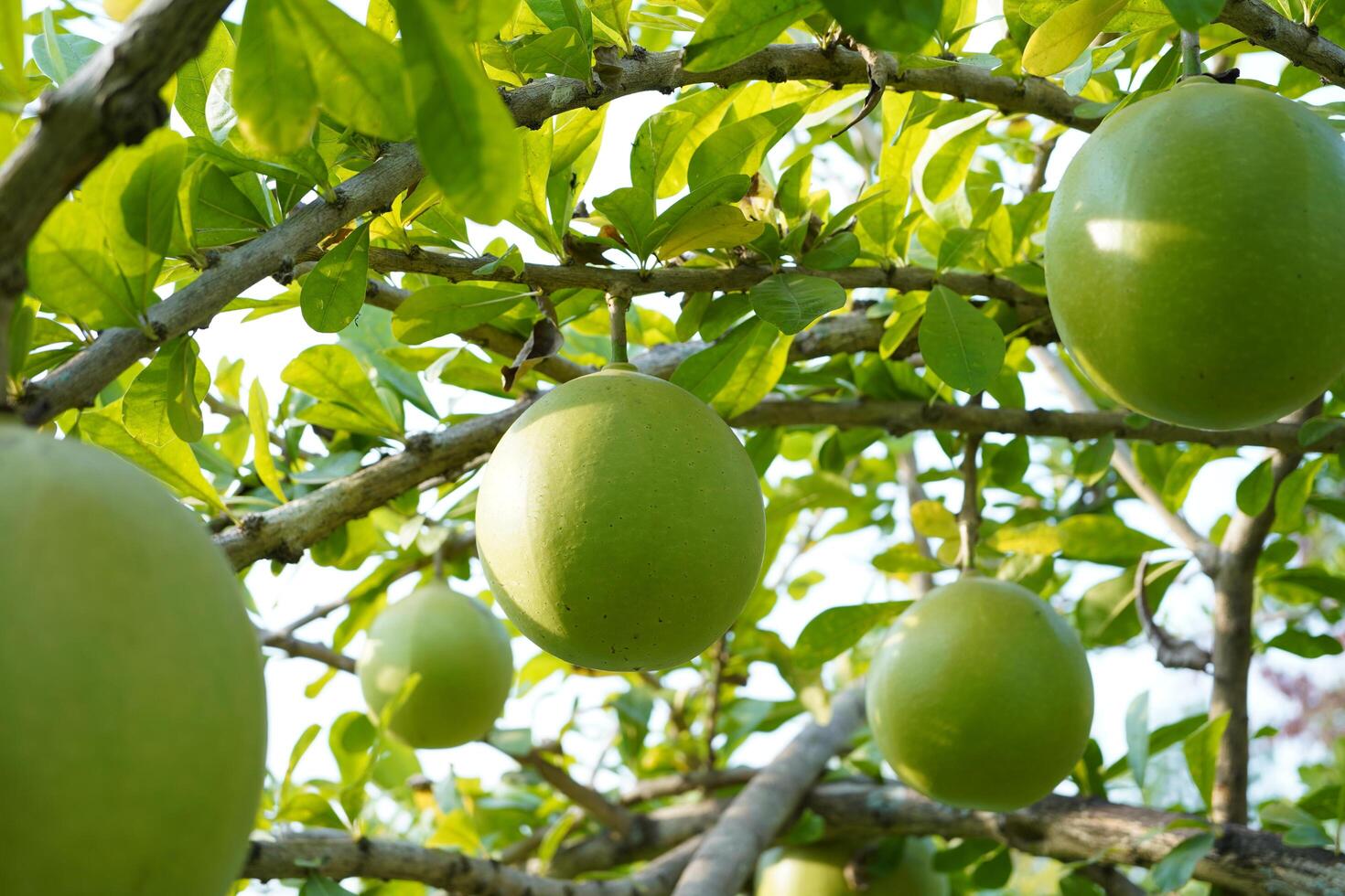 de kalebas boom is een middelgroot sappig struik. Bij de einde van de bladeren zijn netelig lobben, de randen zijn zacht, de fruit is bolvormig. foto