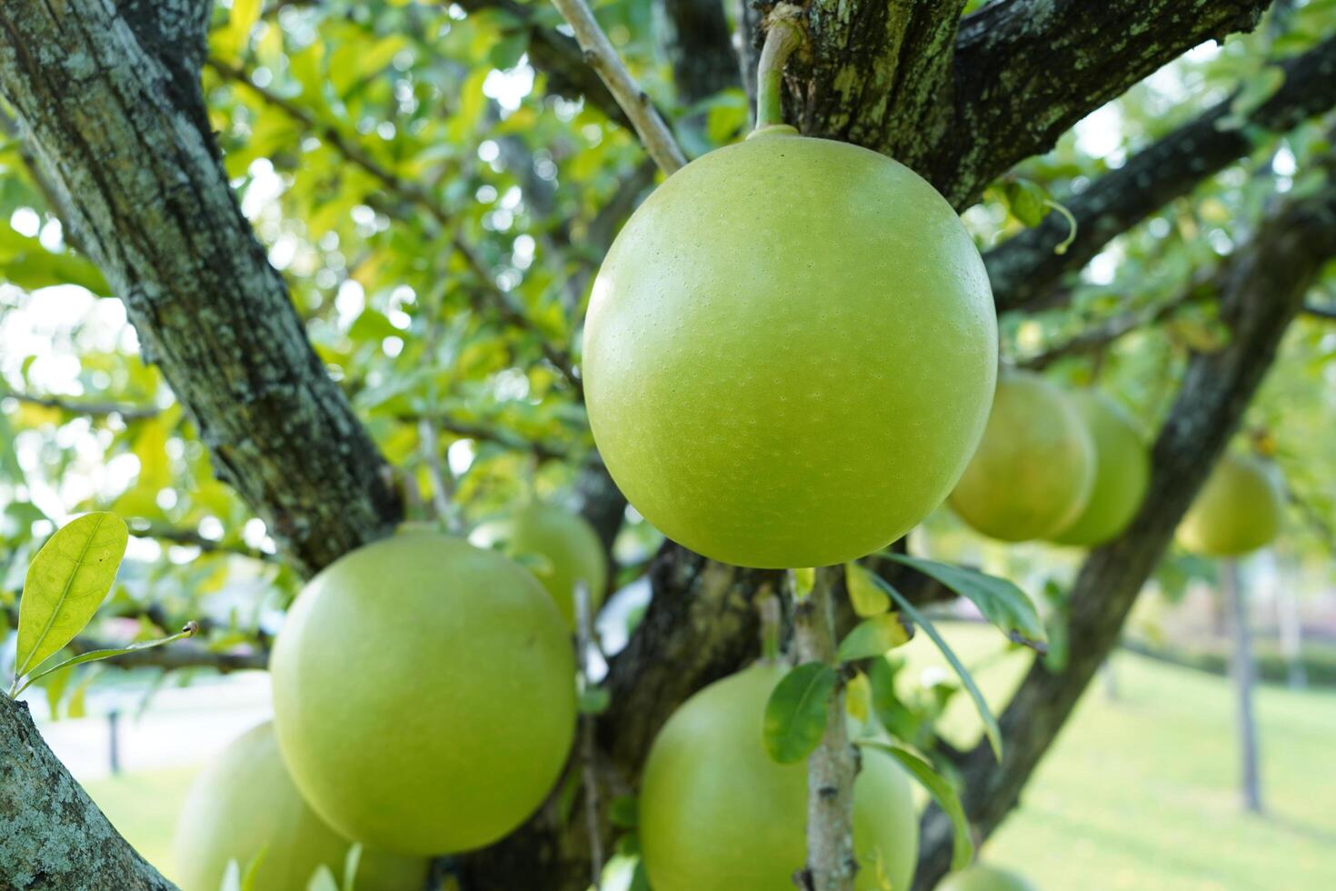 de kalebas boom is een middelgroot sappig struik. Bij de einde van de bladeren zijn netelig lobben, de randen zijn zacht, de fruit is bolvormig. foto