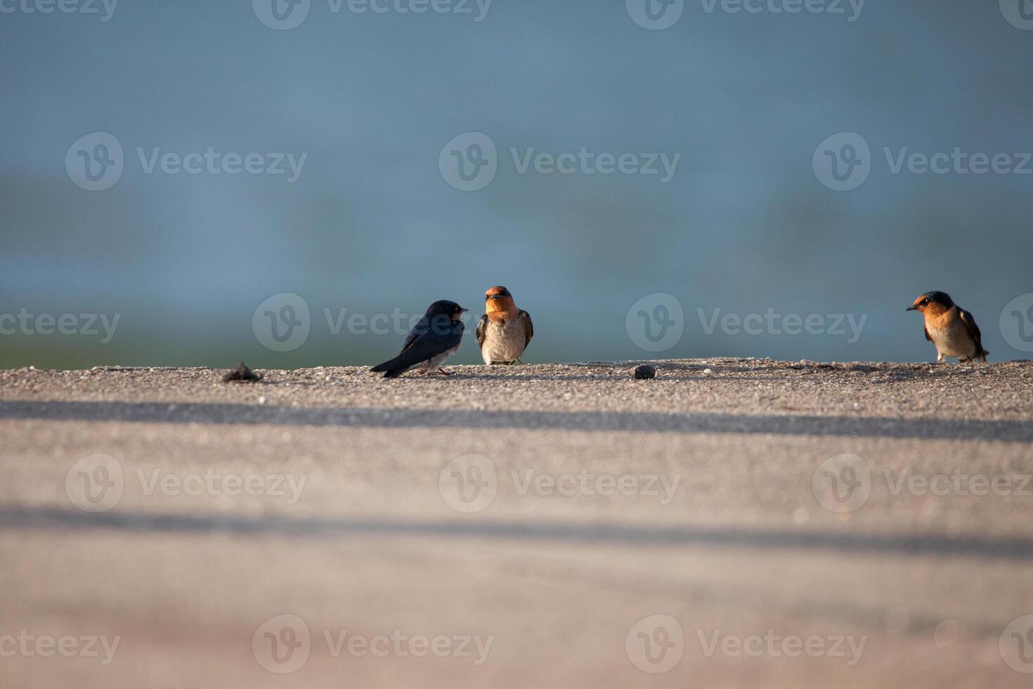 vogel staand met lucht zonsondergang achtergrond foto