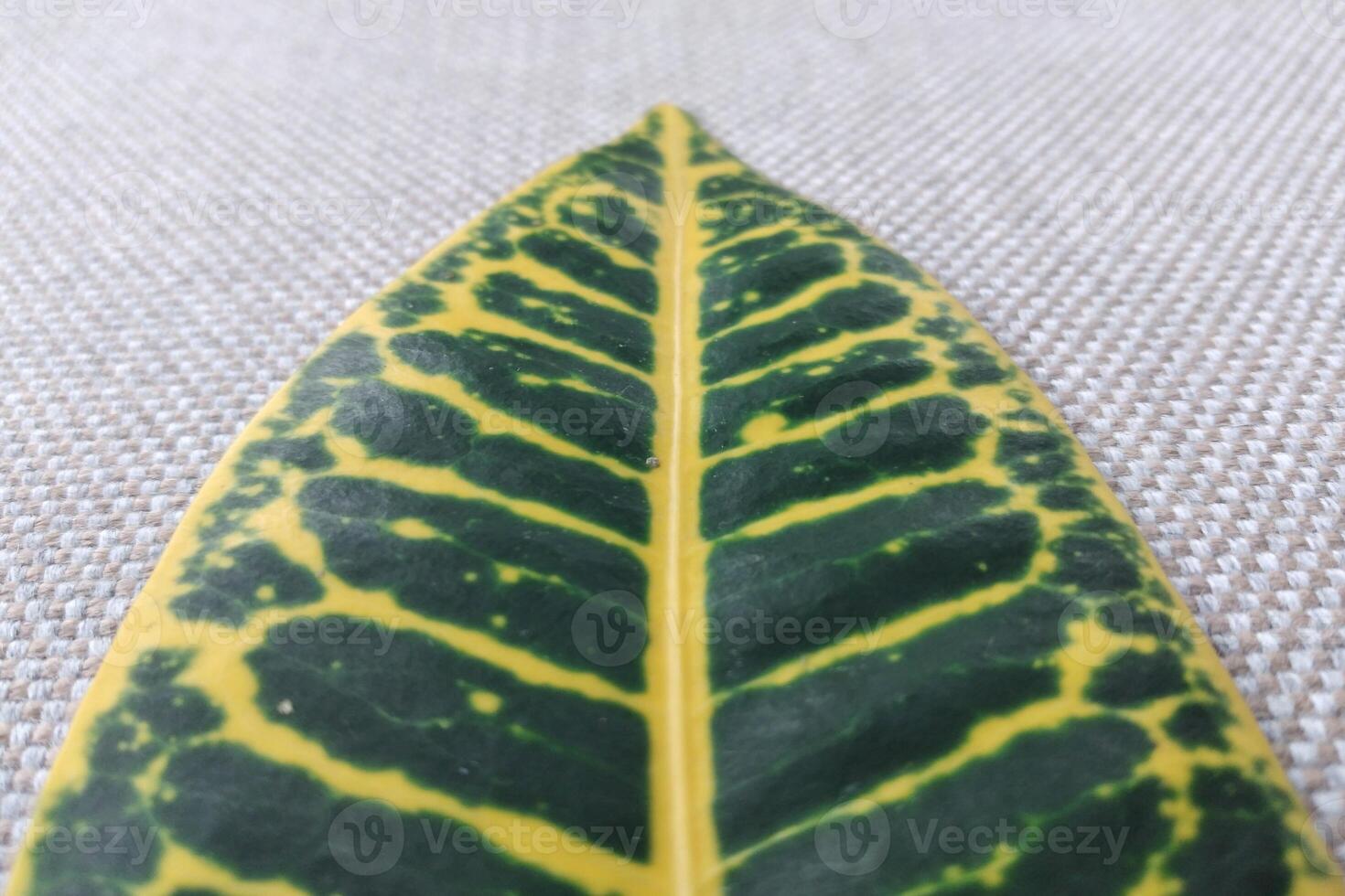 dichtbij omhoog van groen en geel bont blad van Croton fabriek foto