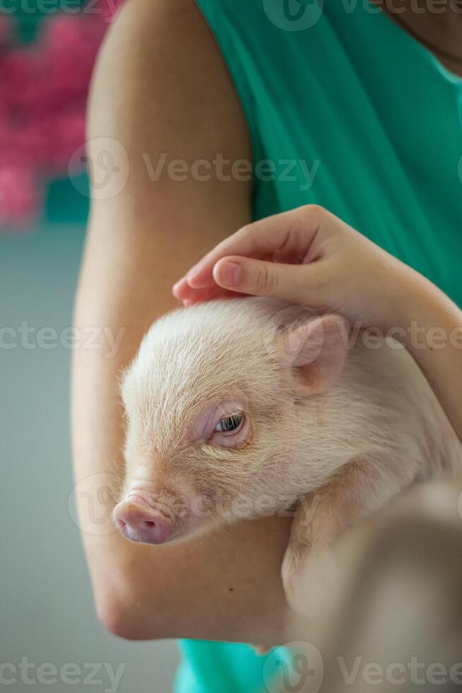 een schattig varkentje in mijn armen. schattig weinig varkentje. foto