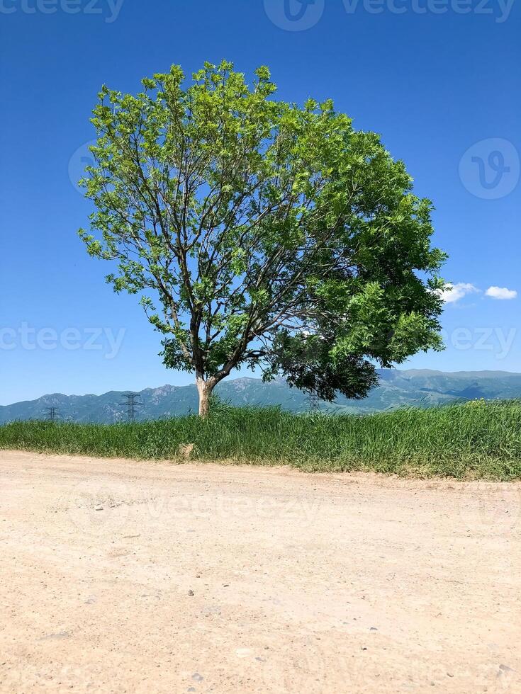 zomer landschap, natuur in zomer foto