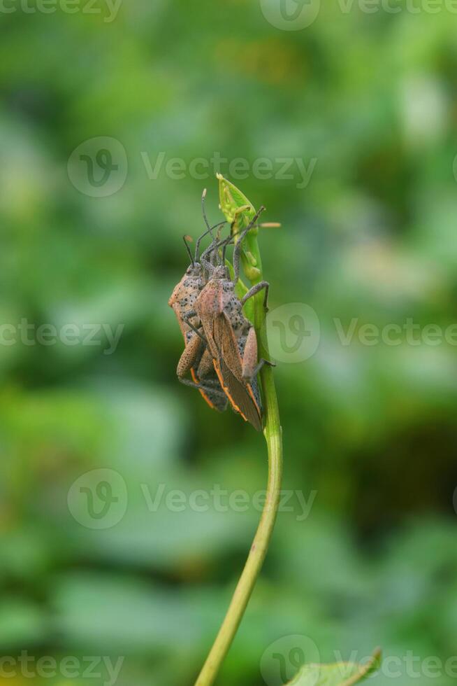 pentatomomorpha hangende uit samen Aan een blad foto