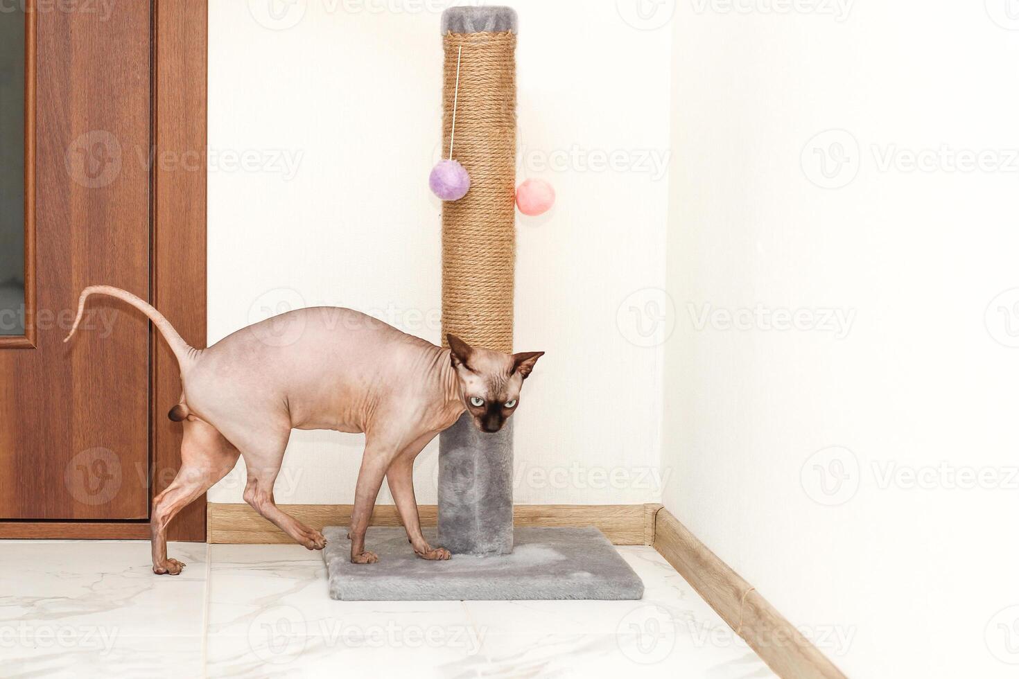 sphynx kat krabben en verscherping klauwen Aan een speciaal bord foto