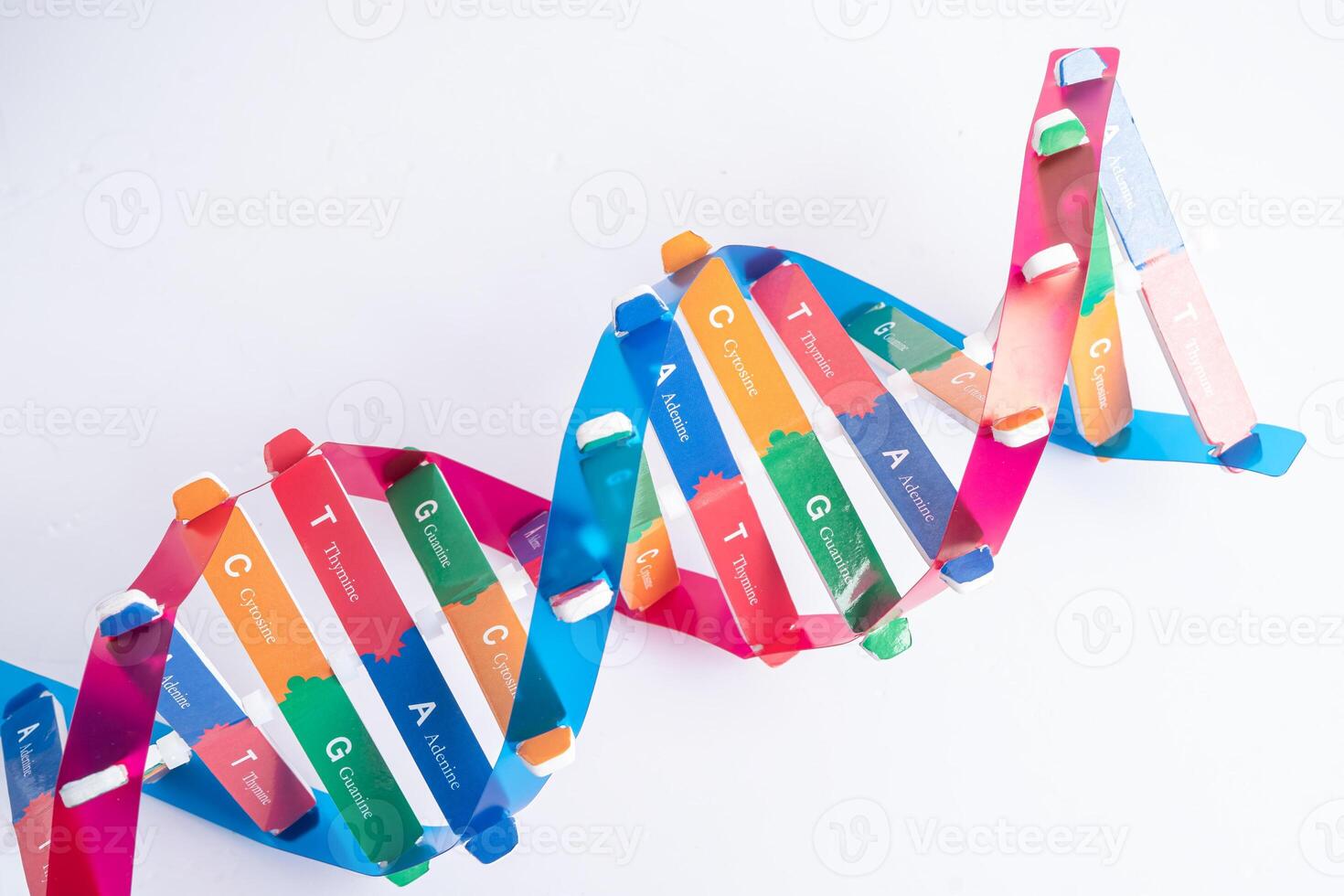 dna of deoxyribonucleic zuur is een dubbele schroef kettingen structuur gevormd door baseren paren gehecht naar een suiker fosfaat ruggengraat. foto