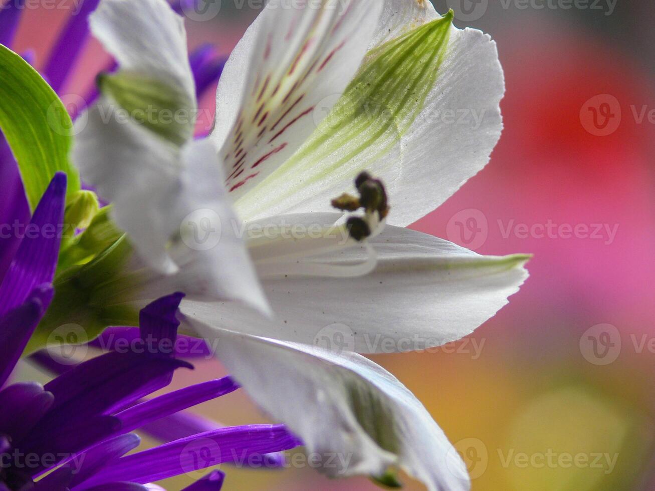 een dichtbij omhoog van een bloem met een bij Aan het foto