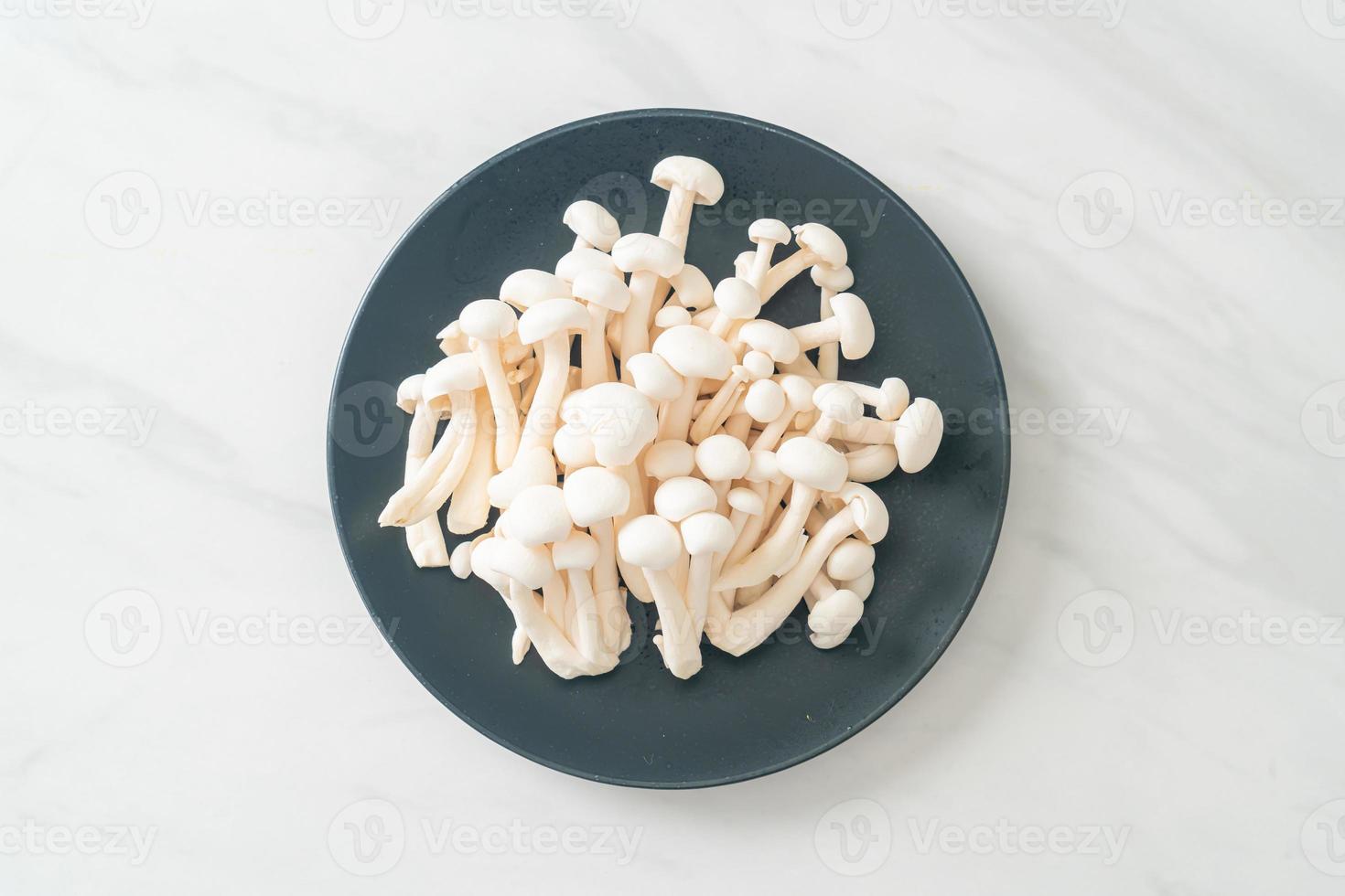 witte beukenzwam of witte reishi-champignon foto