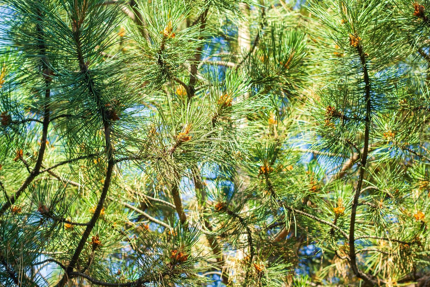 natuur in zomer, zomer landschap foto