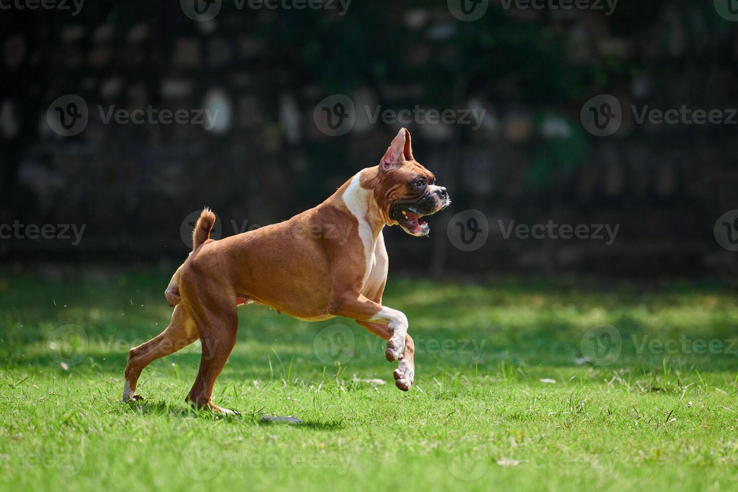 bokser hond rennen en jumping Aan groen gras zomer gazon buitenshuis park wandelen met volwassen huisdier foto