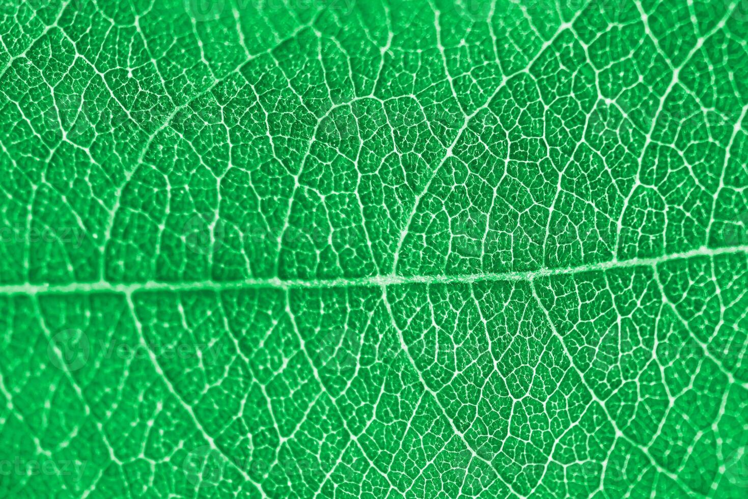 macro groen blad structuur met mooi Verlichting facture van plant, dichtbij omhoog macro foto van zuiver natuur