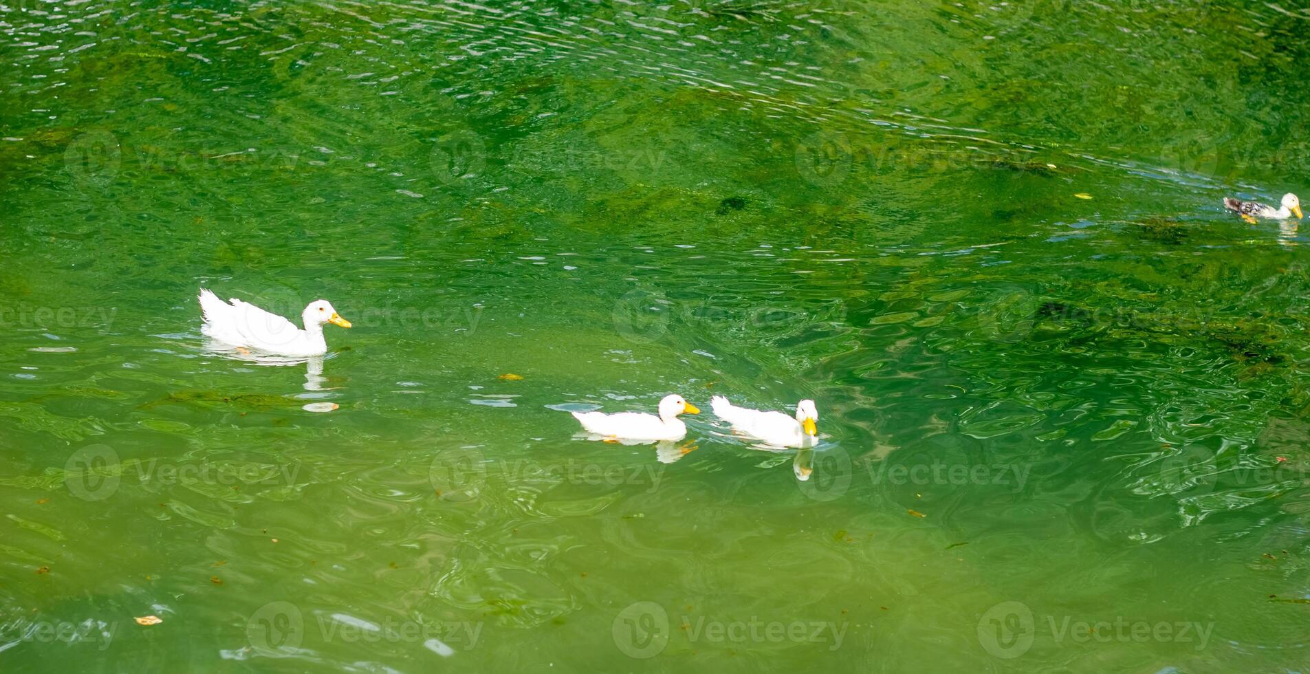 natuur landschap, natuur achtergrond foto