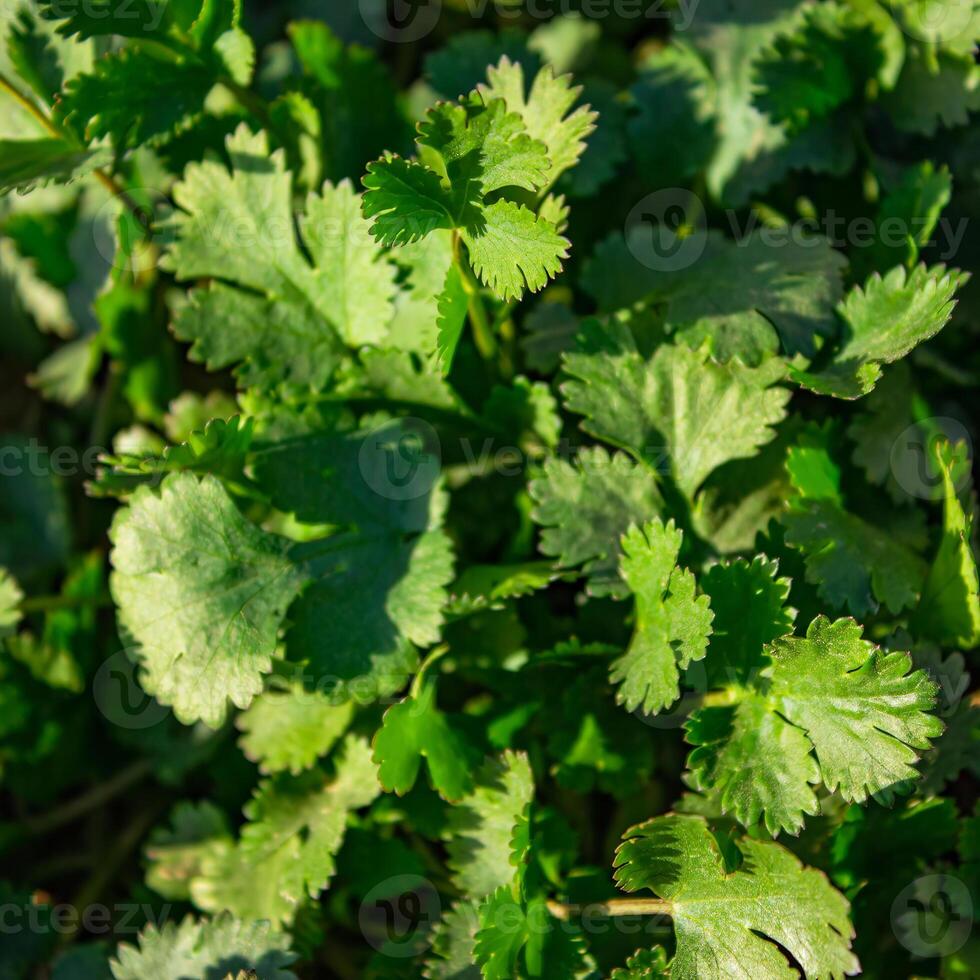 koriander groeit in de tuin, buitenshuis voor een gezond eetpatroon foto