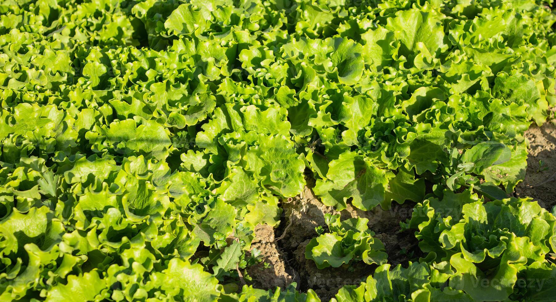 sla groeit in de tuin, buitenshuis voor een gezond eetpatroon foto