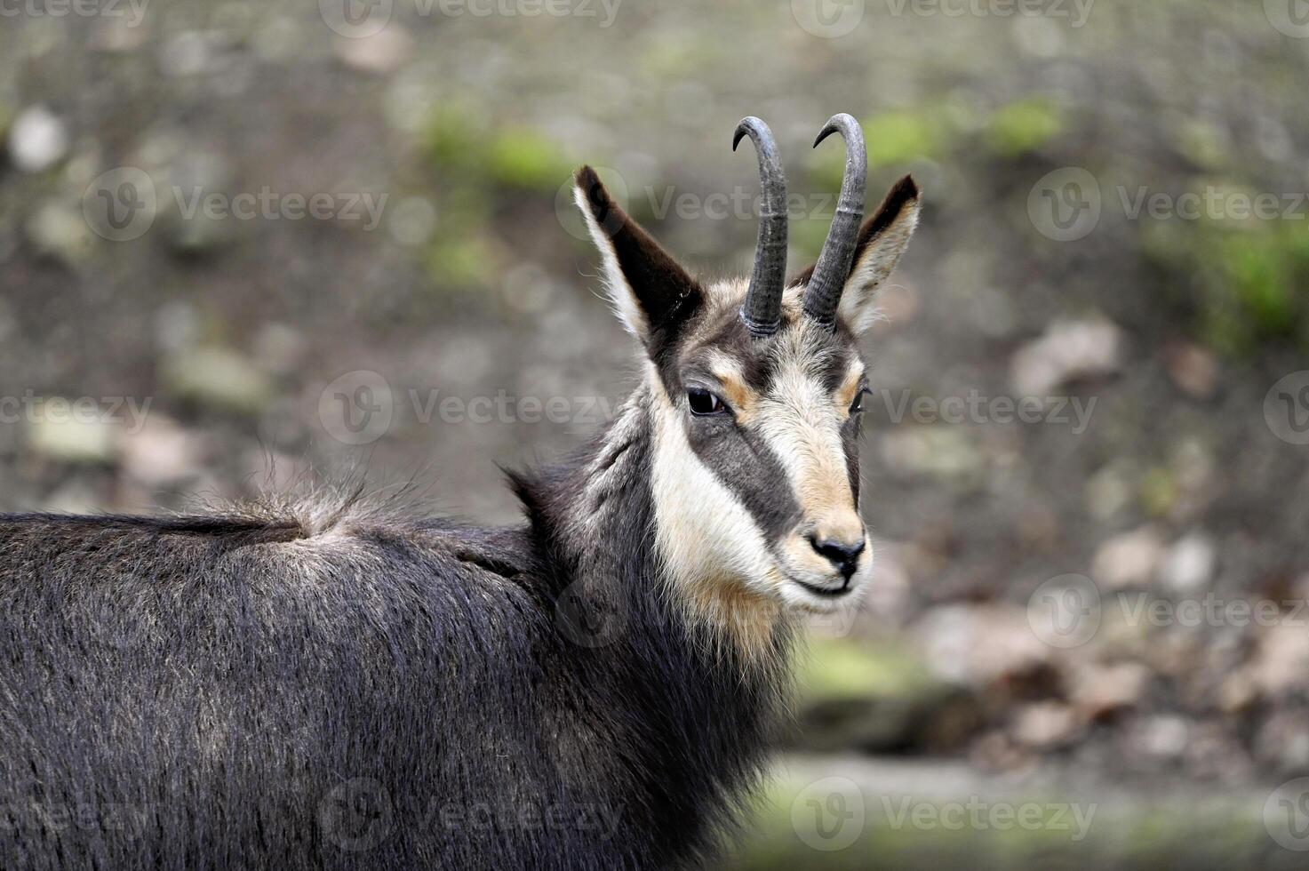 gemzen in de wild detailopname foto