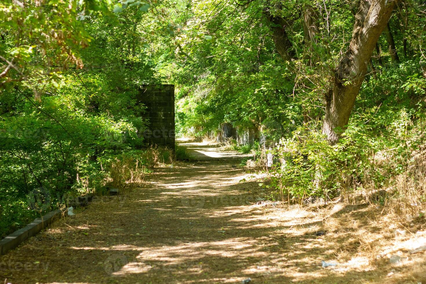 zomer tafereel, natuur in de zomer dag foto