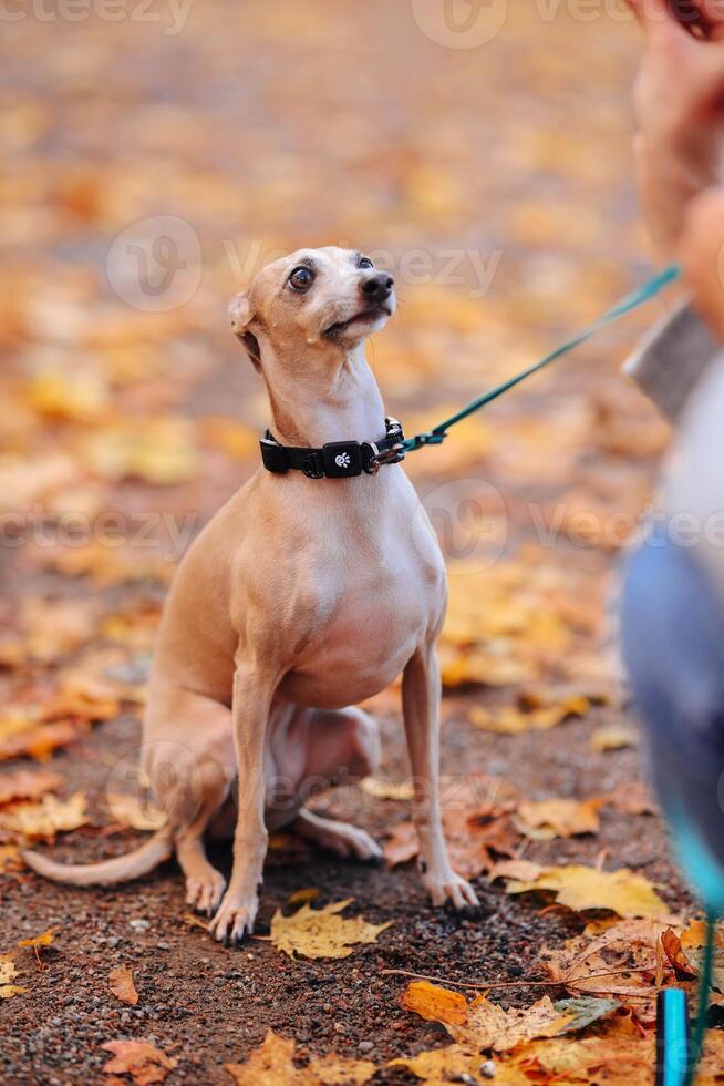 portret van een hond Aan een riem in de herfst park. foto