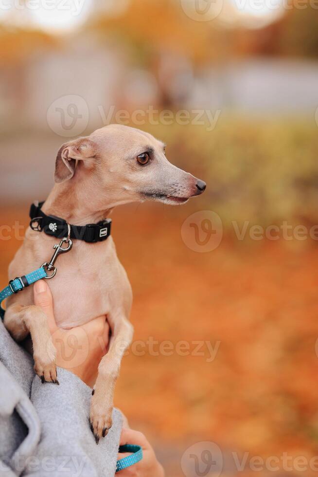 grappig puppy van ras chihuahua wandelingen in de herfst park. foto