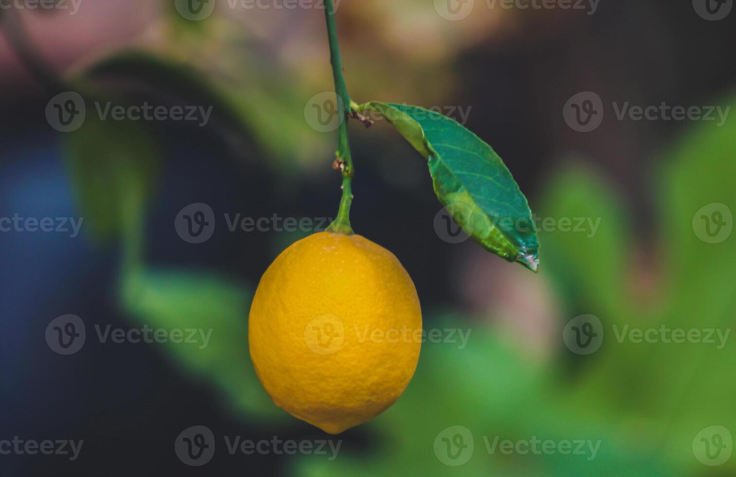 citroen boom met rijp fruit in de tuin. selectief focus. foto