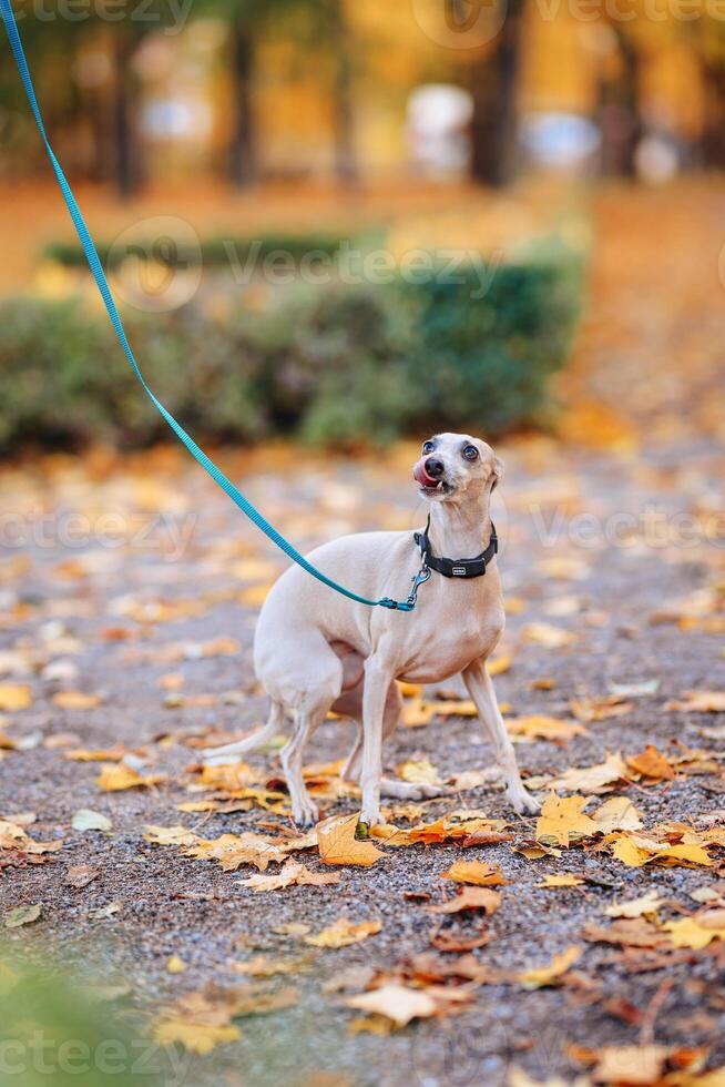 portret van een wit hond Aan een riem in de herfst park foto