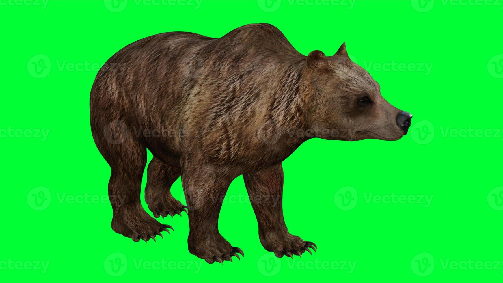 bruin beer Aan groen scherm foto