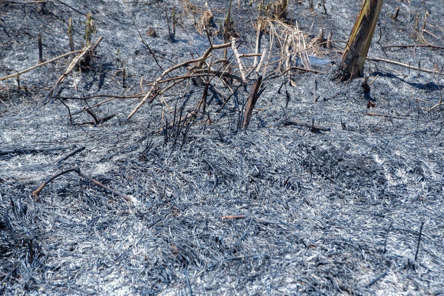 as links over- van brandend bossen naar Doorzichtig plantage land- foto