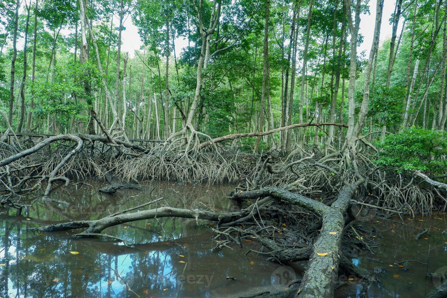 mangrove boom wortels dat toenemen bovenstaand zee water. mangroven functie net zo planten dat zijn bekwaam naar weerstaan zee water stromingen dat eroderen kust- land- foto