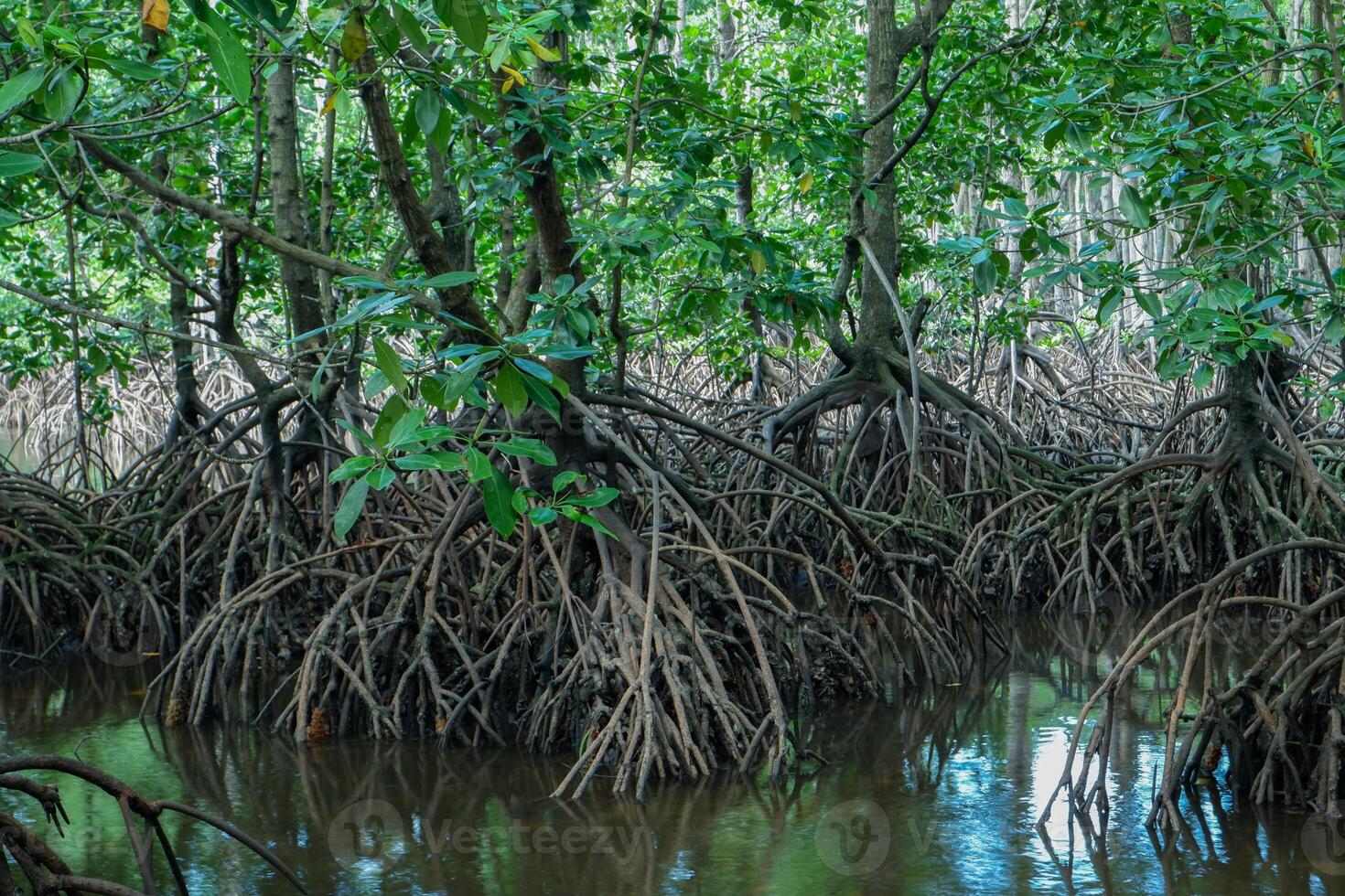 mangrove boom wortels dat toenemen bovenstaand zee water. mangroven functie net zo planten dat zijn bekwaam naar weerstaan zee water stromingen dat eroderen kust- land- foto