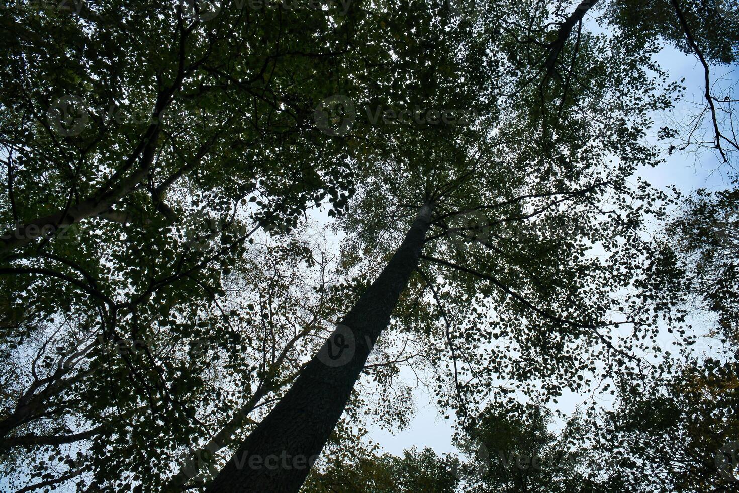 visie in de kroon van een bladverliezend boom in de Woud. omhoog langs de romp foto