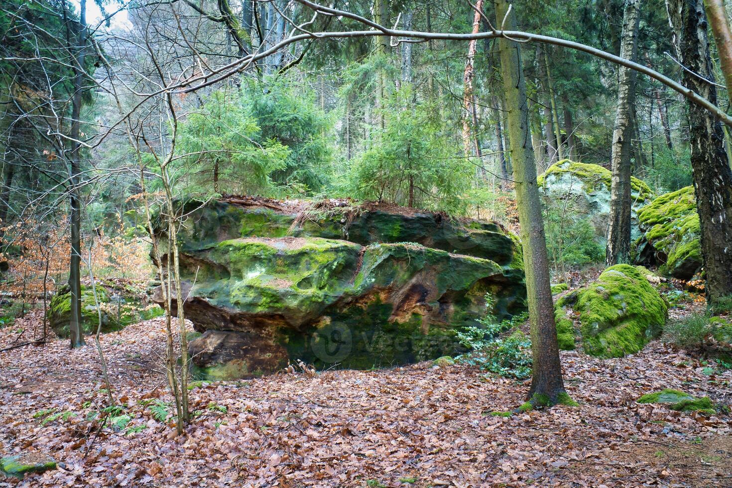 met mos bedekt zandsteen met klein Spar bomen Aan de steen in de Saksisch Zwitserland foto