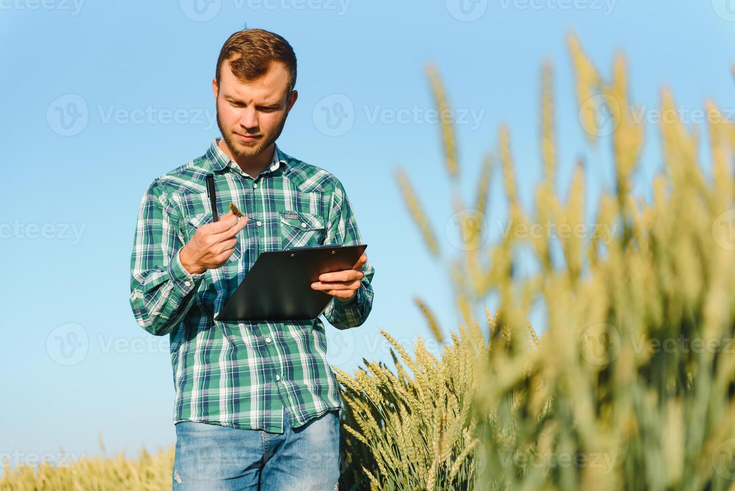 boer controle tarwe veld- voortgang, Holding tablet gebruik makend van internetten. foto