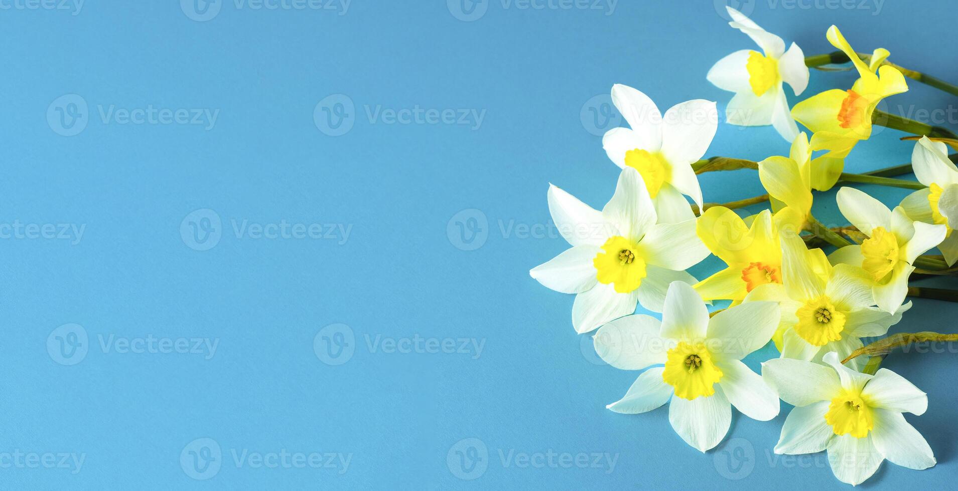 wit en geel narcissen Aan een blauw achtergrond. bloem met oranje centrum. voorjaar bloemen. een gemakkelijk gele narcis knop. narcis boeket. foto