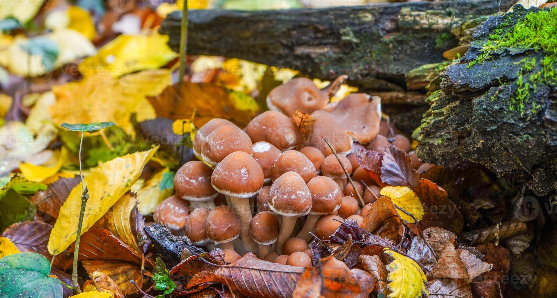 paddestoel in de herfst Woud. honing champignons foto