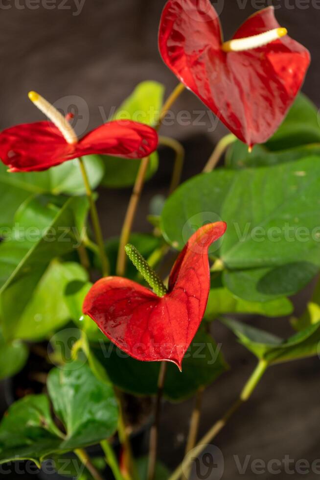 anthurium bloemknoppen Aan zwart achtergrond. rood huis bloem met een geel centrum. bloem in de vorm van een hart. anthurium andraeanum araceae of aronskelk symboliseren gastvrijheid. rood flamingo anthurium foto