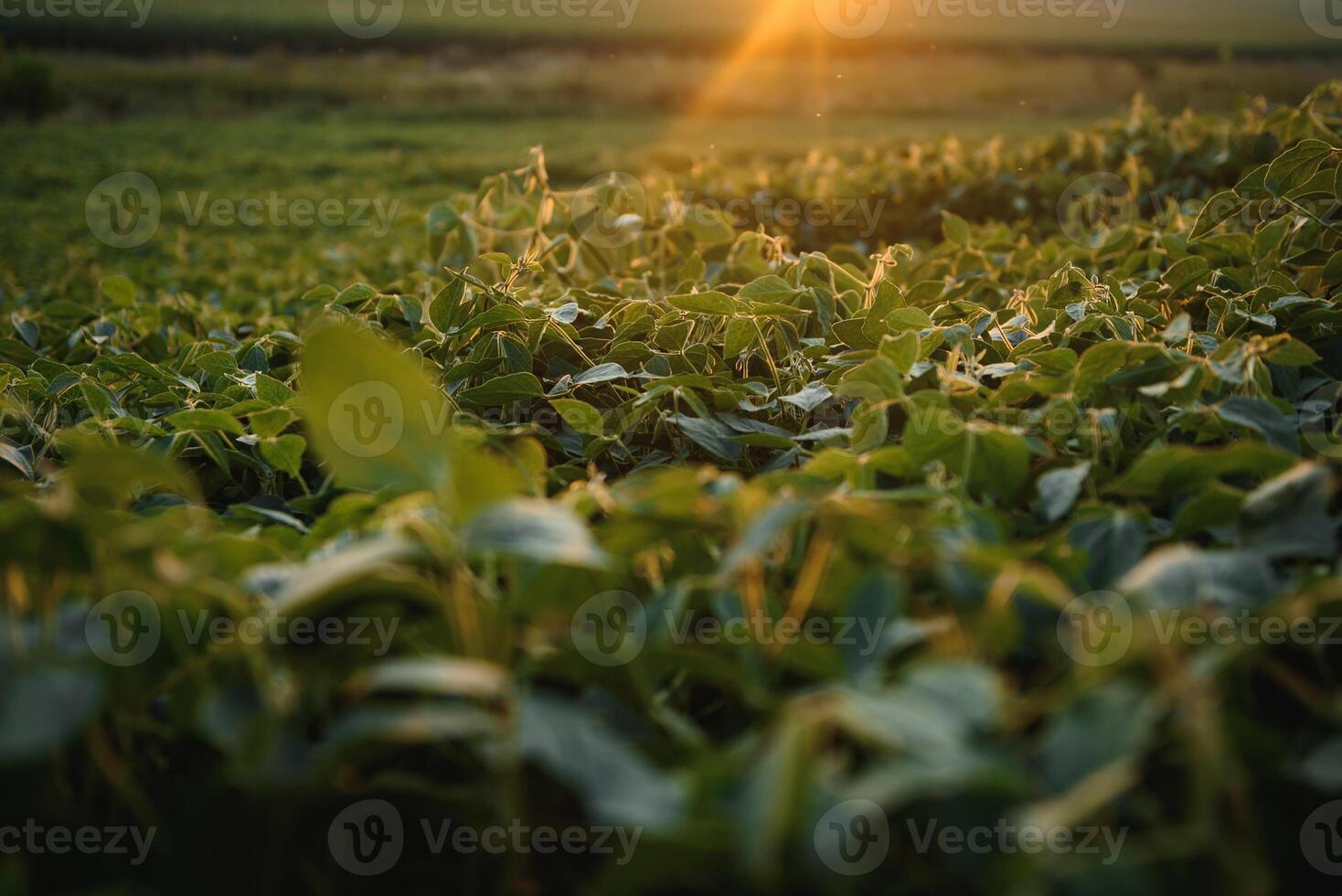 soja veld- en soja planten in vroeg ochtend- licht. soja landbouw foto