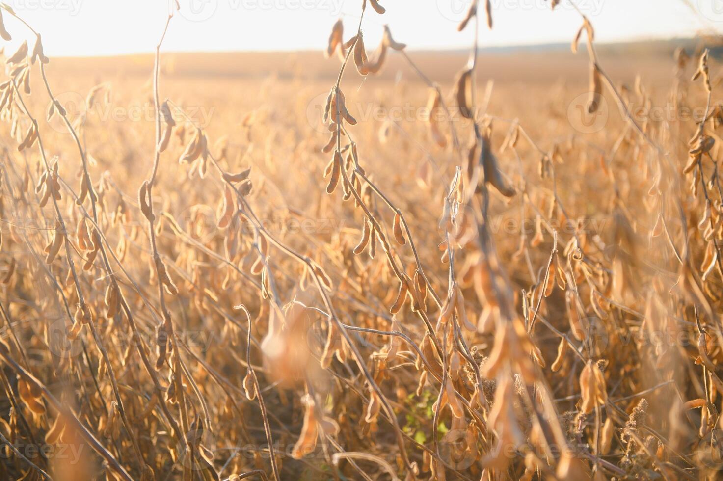 volwassen soja bonen Aan soja plantage in detailopname foto