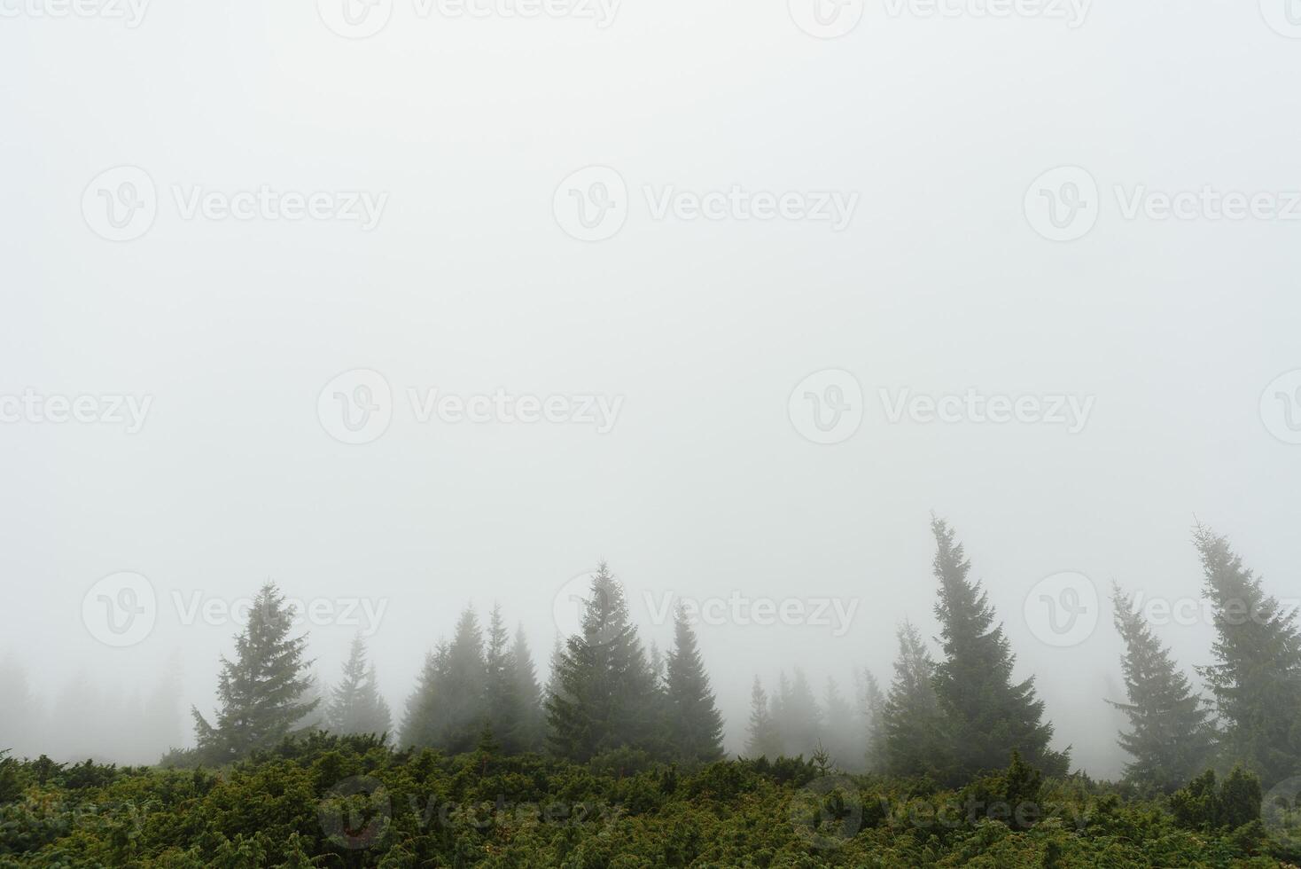 vroeg ochtend- in een Karpaten mistig vallei foto