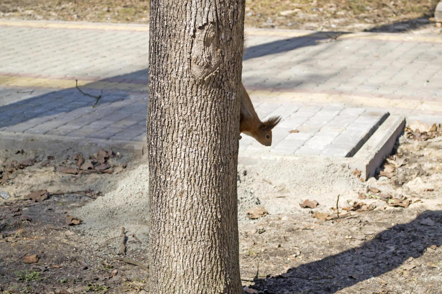 grappig rood eekhoorn Aan kofferbak van boom. foto