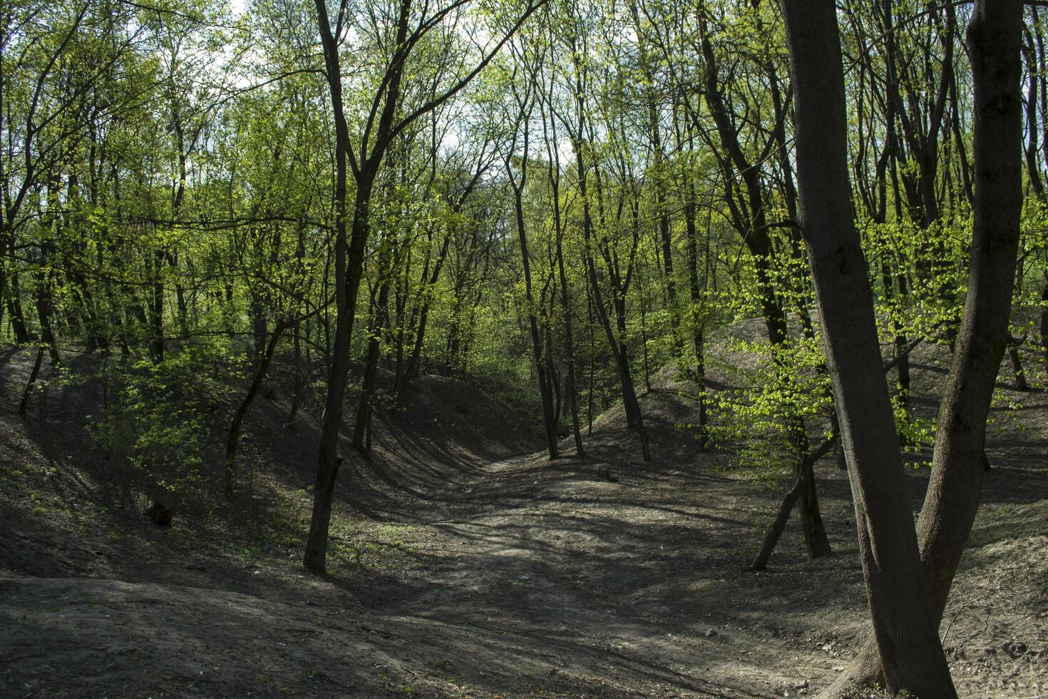 lente boslandschap. foto