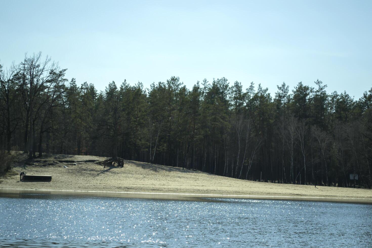 lente boslandschap. foto