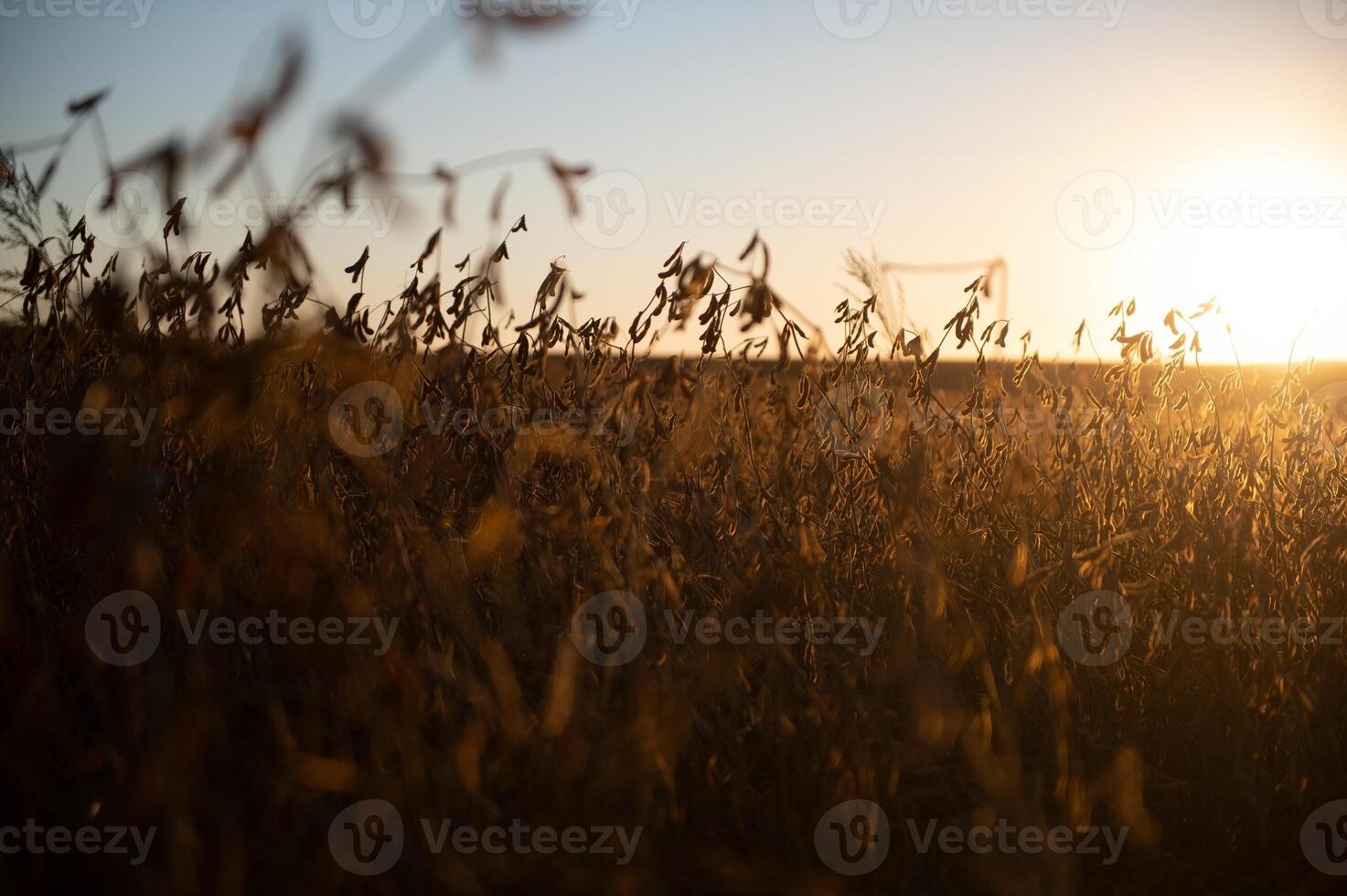 rijp soja bonen detailopname, klaar voor oogst, Ondiep focus, agrarisch achtergrond foto