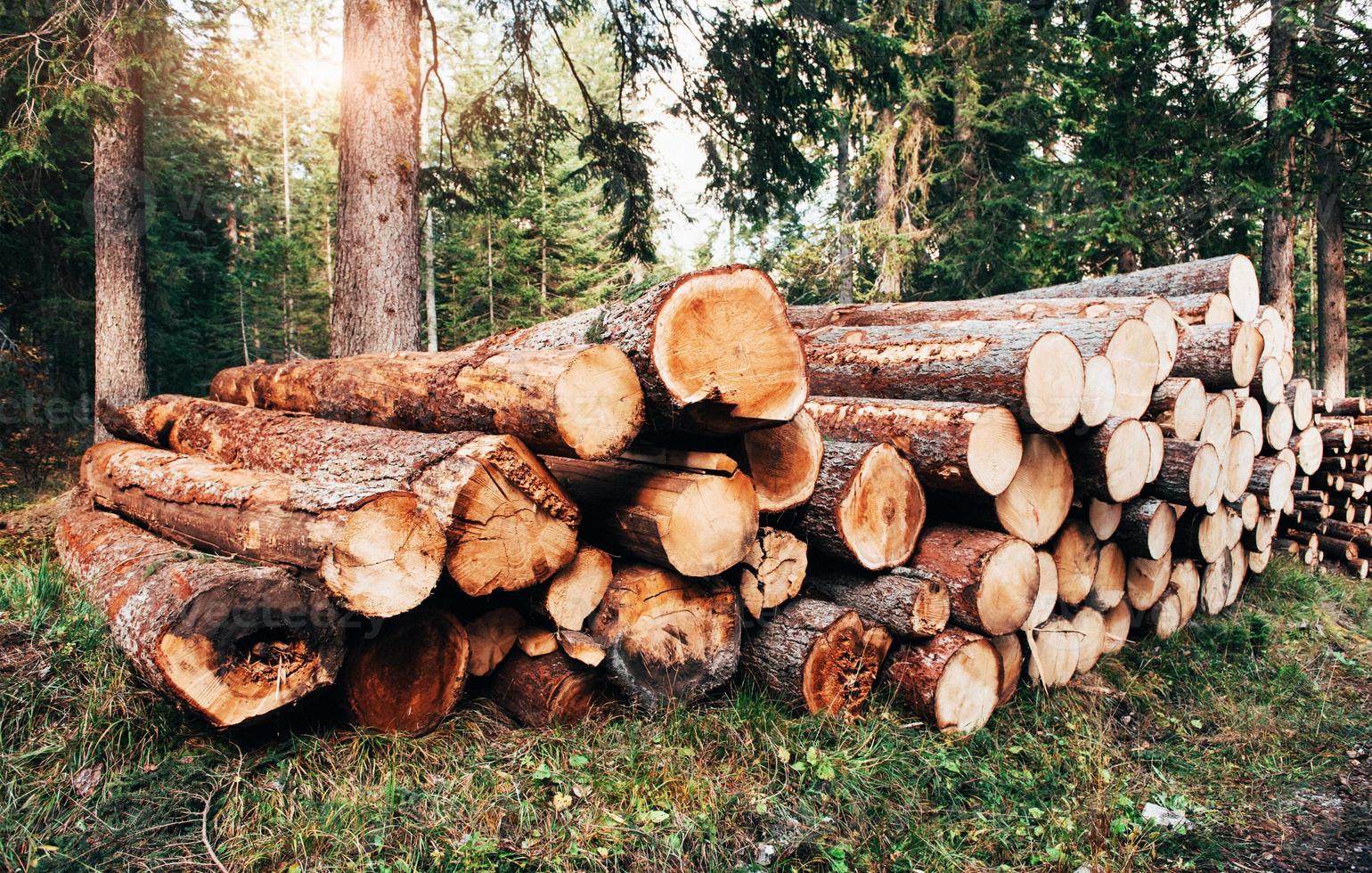 voor- en zijaanzicht. vers geoogste houten stammen gestapeld in een stapel in het groene bos foto