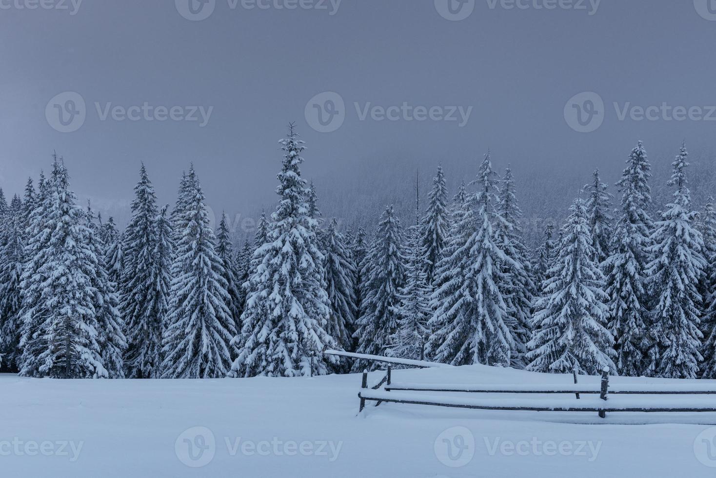 majestueus winterlandschap, dennenbos met bomen bedekt met sneeuw. een dramatisch tafereel met lage zwarte wolken, een stilte voor de storm foto