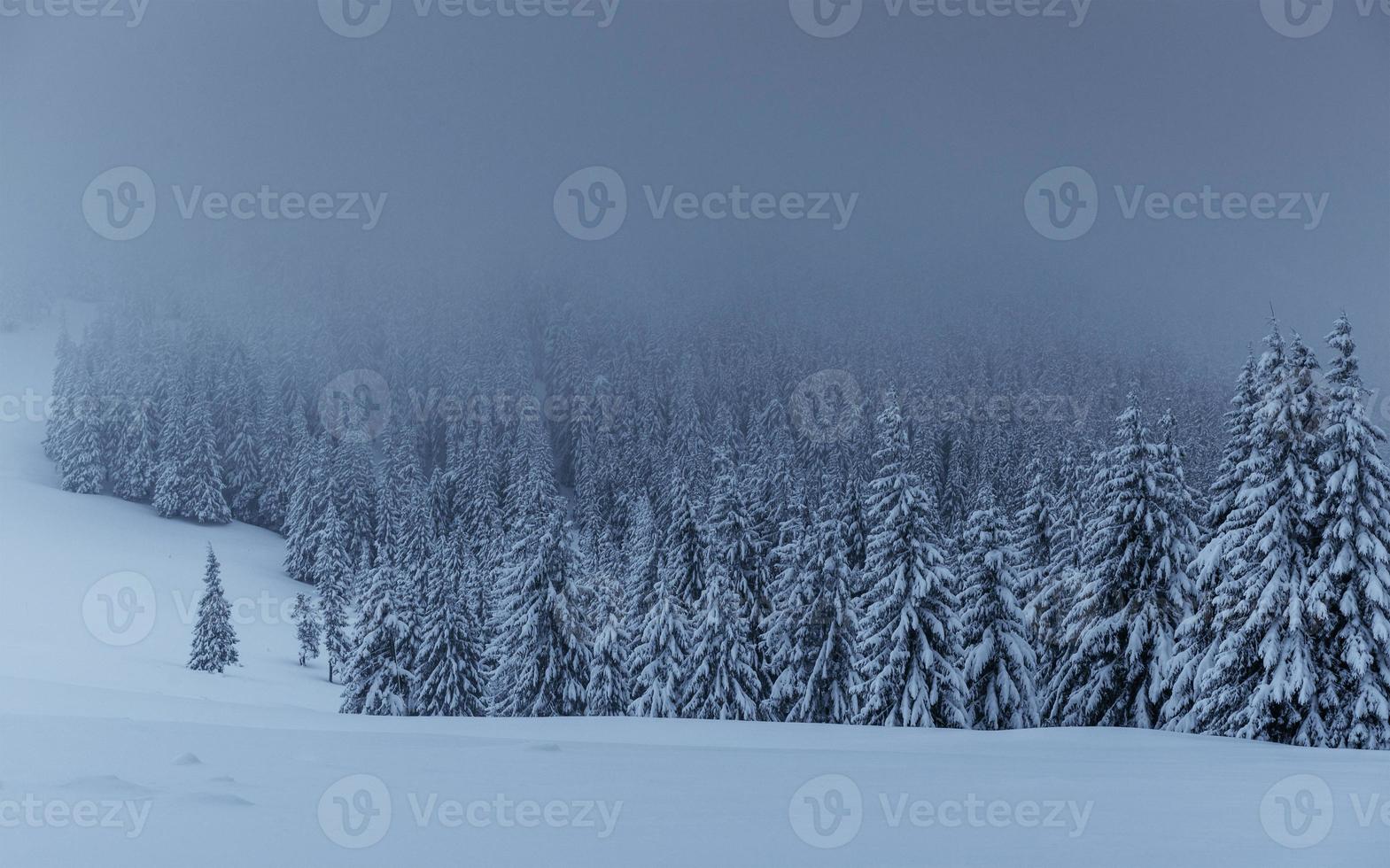 majestueus winterlandschap, dennenbos met bomen bedekt met sneeuw. een dramatisch tafereel met lage zwarte wolken, een stilte voor de storm foto