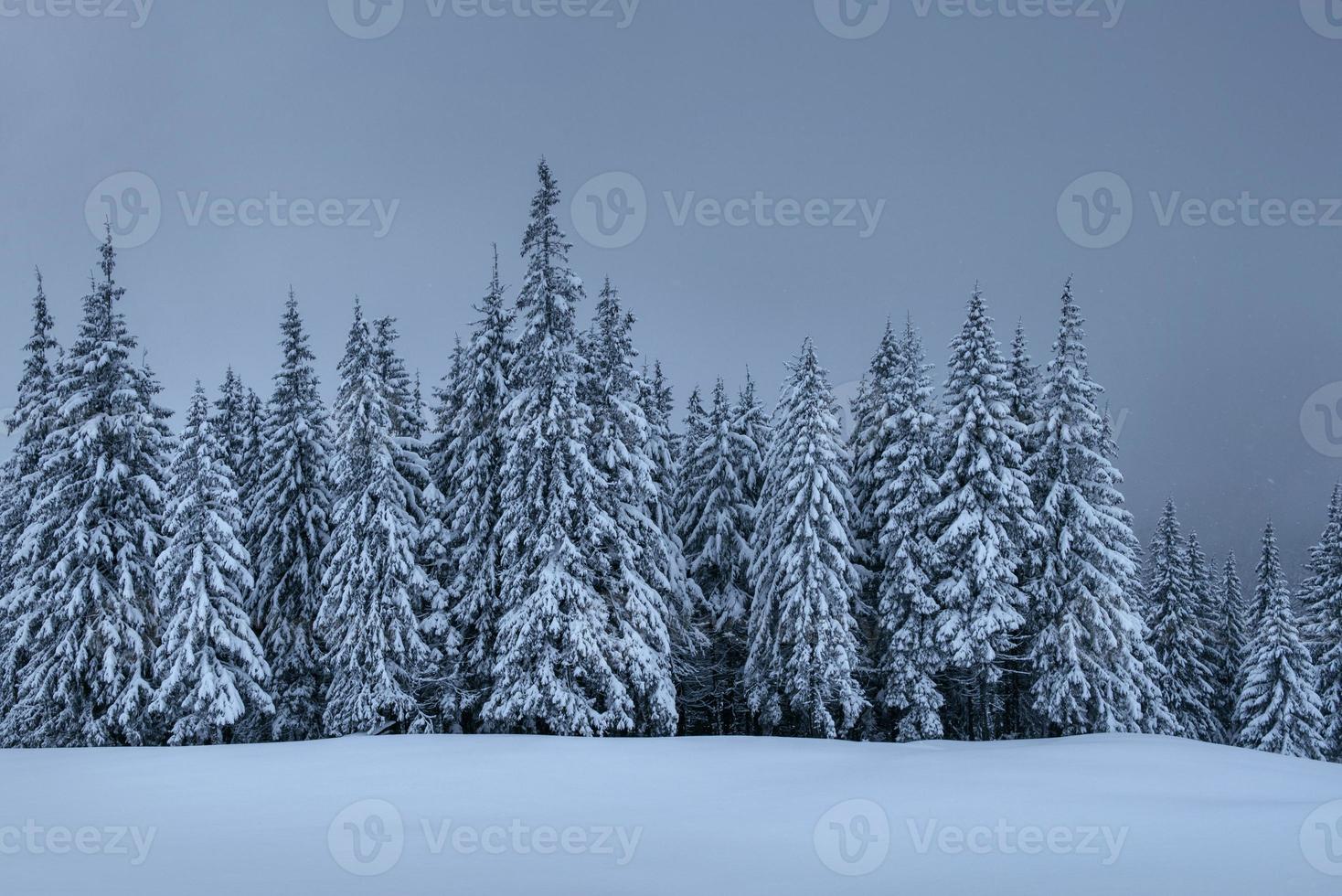 een rustig winters tafereel. sparren bedekt met sneeuw staan in een mist. prachtige natuur aan de rand van het bos. gelukkig nieuwjaar foto