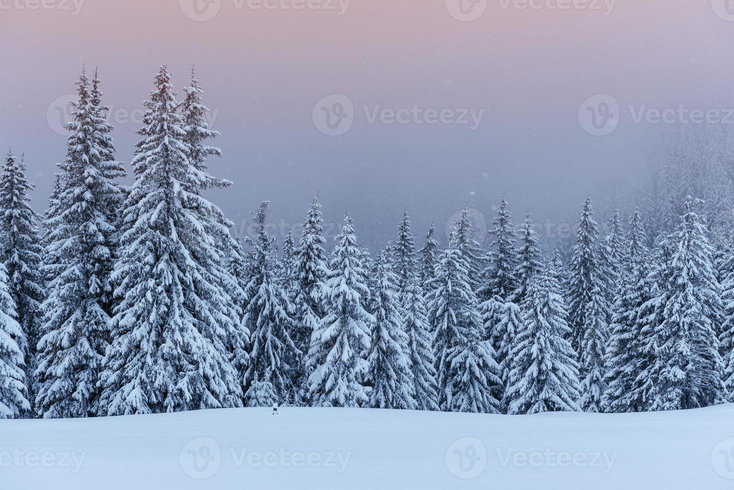 een rustig winters tafereel. sparren bedekt met sneeuw staan in een mist. prachtige natuur aan de rand van het bos. gelukkig nieuwjaar foto