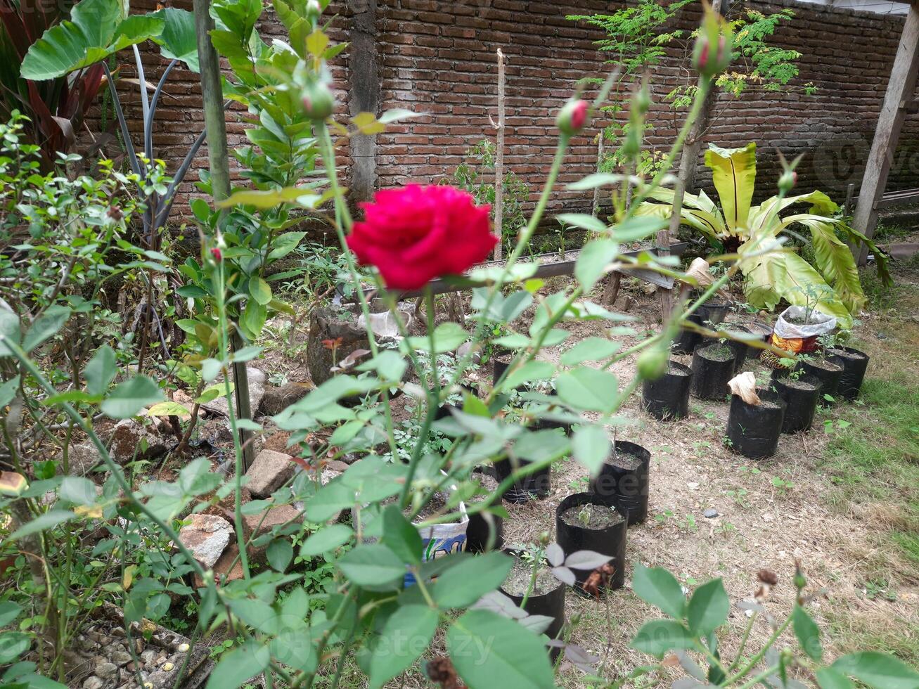 rood roos in de tuin. rood roos in de tuin. foto